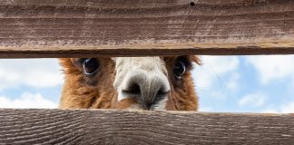 Alpaca