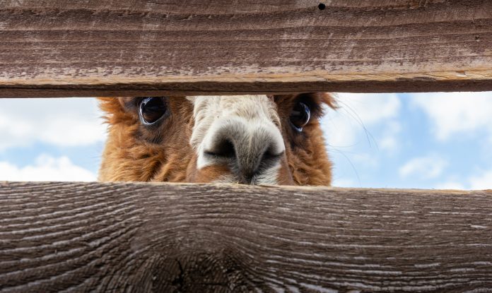 joakim-honkasalo-GZa4QFmv0Zg-unsplash (1) Alpaca