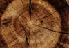 WoodStar launches with $220m capital for Accelerant exchange