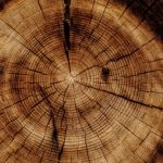 WoodStar launches with $220m capital for Accelerant exchange