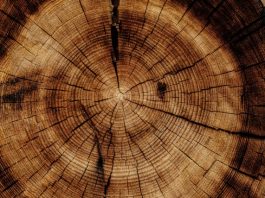 WoodStar launches with $220m capital for Accelerant exchange