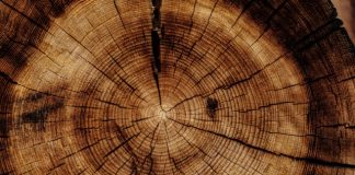 WoodStar launches with $220m capital for Accelerant exchange