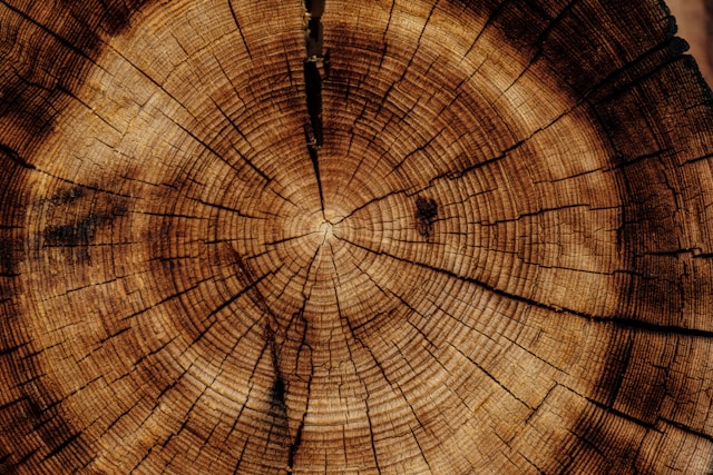 WoodStar launches with $220m capital for Accelerant exchange