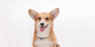 Corgi's valuation soars to $4bn in new Series B extension