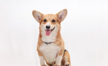 Corgi's valuation soars to $4bn in new Series B extension