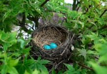 Monzo and Nest centre target self-employed pension gap Monzo and Nest Pensions centre target self-employed pension gap