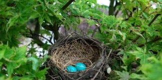 Monzo and Nest Pensions centre target self-employed pension gap