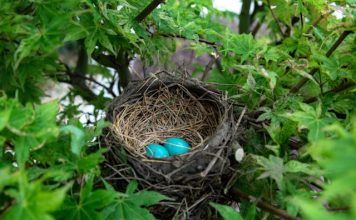 Monzo and Nest centre target self-employed pension gap Monzo and Nest Pensions centre target self-employed pension gap