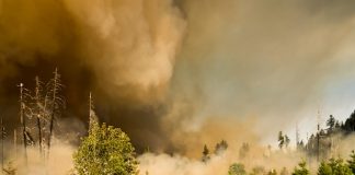 DUAL expands ZestyAI deal for California wildfire cover