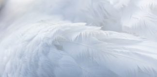 Feathery lands $30m to rewire financial services workflows