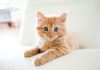 Foxen teams with Healthy Paws on renter pet insurance