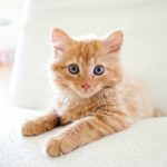 Foxen teams with Healthy Paws on renter pet insurance