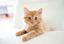 Foxen teams with Healthy Paws on renter pet insurance