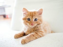 Foxen teams with Healthy Paws on renter pet insurance