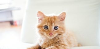 Foxen teams with Healthy Paws on renter pet insurance