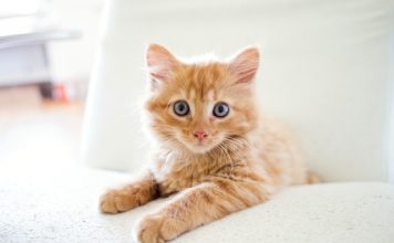 Foxen teams with Healthy Paws on renter pet insurance