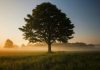 Oak
