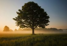 Oak