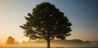 Oak