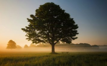 Oak
