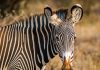 Blue Zebra bolsters motor offering with QBE deal Blue Zebra bolsters motor offering with QBE deal