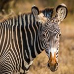 Blue Zebra bolsters motor offering with QBE deal
