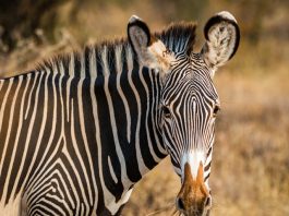 Blue Zebra bolsters motor offering with QBE deal Blue Zebra bolsters motor offering with QBE deal