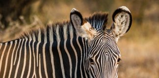 Blue Zebra bolsters motor offering with QBE deal