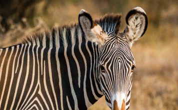 Blue Zebra bolsters motor offering with QBE deal