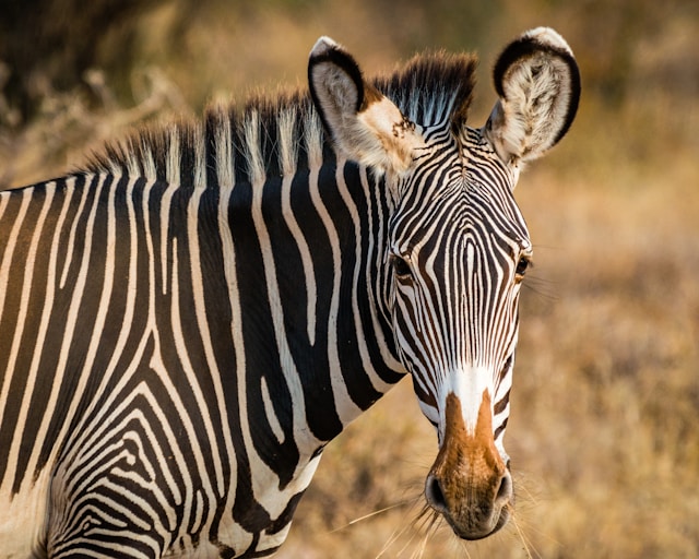 sutirta-budiman-A2RUYt7YBEI-unsplash Blue Zebra bolsters motor offering with QBE deal