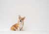 Corgi and Trucker Path unveil data-led truck insurance
