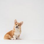 Corgi and Trucker Path unveil data-led truck insurance