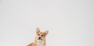 Corgi and Trucker Path unveil data-led truck insurance