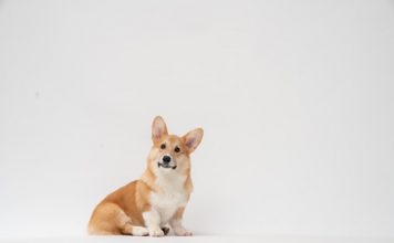 Corgi and Trucker Path unveil data-led truck insurance