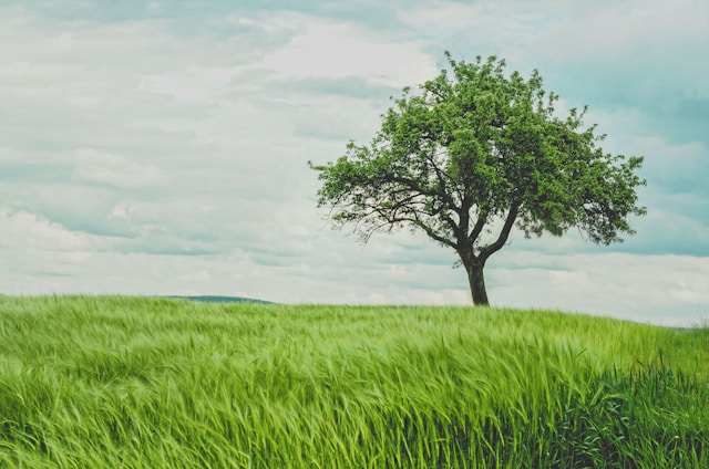 LendingTree makes its boldest marketplace move yet