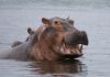Hippo homeowners cover set to expand into 14 new US states
