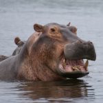 Hippo homeowners cover set to expand into 14 new US states