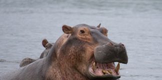 Hippo homeowners cover set to expand into 14 new US states