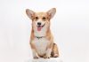 Corgi raises $40.7m as AI insurer builds on $2.6bn valuation