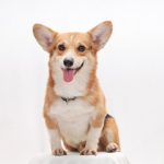 Corgi raises $40.7m as AI insurer builds on $2.6bn valuation