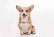Corgi raises $40.7m as AI insurer builds on $2.6bn valuation Corgi raises $40.7m as AI insurer builds on $2.6bn valuation