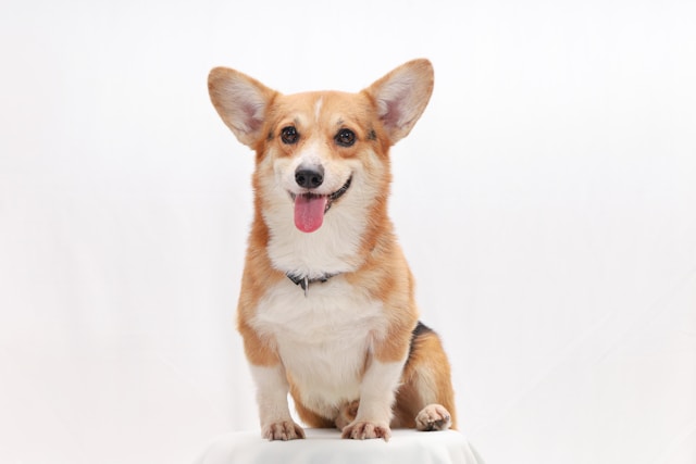 Corgi raises $40.7m as AI insurer builds on $2.6bn valuation