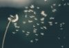 GoWish nets €13.4m to fuel US growth push