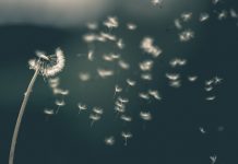 GoWish nets €13.4m to fuel US growth push
