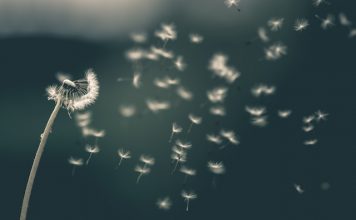 GoWish nets €13.4m to fuel US growth push GoWish nets €13.4m to fuel US growth push