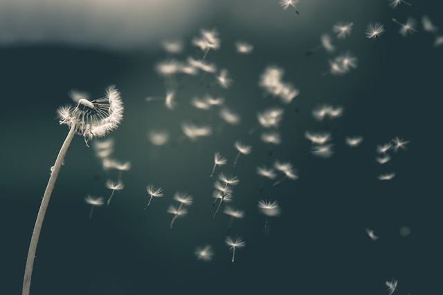 saad-chaudhry-YNM4KStg78I-unsplash GoWish nets €13.4m to fuel US growth push