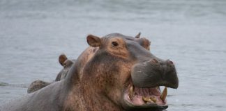 Hippo scales homeowners claims with AI agent Clara