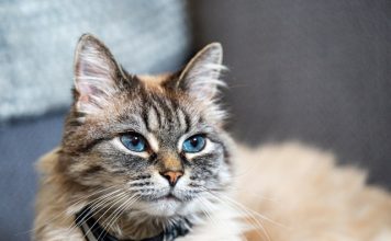 ManyPets launches pet insurance plugin on ChatGPT