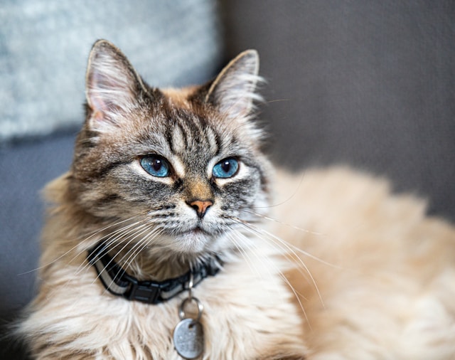 adrien-lkgFIff-bAw-unsplash ManyPets launches pet insurance plugin on ChatGPT