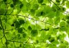 Evergreen.ai launches free AI financial adviser Evergreen.ai launches free AI financial adviser